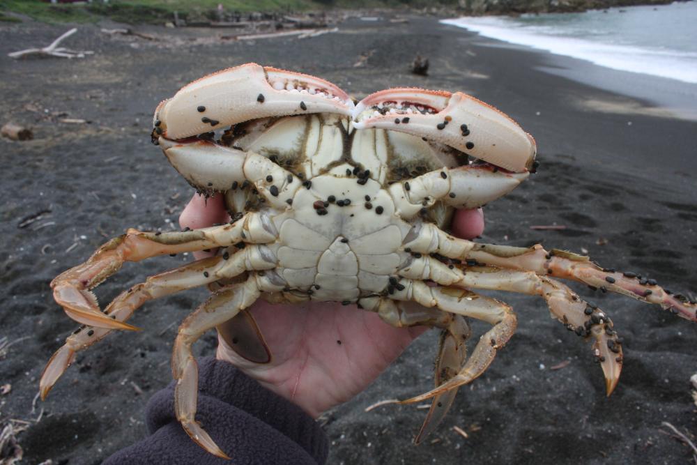 pcrab