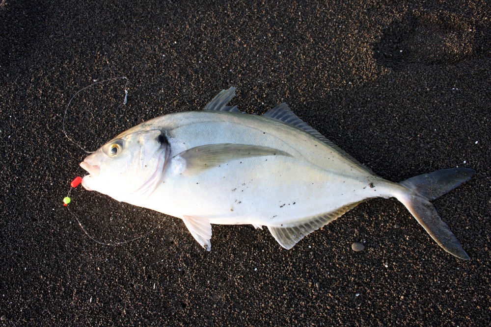 trevally